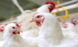 آذربایجان شرقی عاری از آنفلوآنزای پرندگان