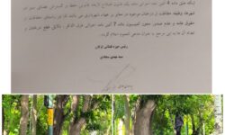 رئیس حوزه قضایی بخش گوگان به ماجرای قطع درختان بلوار گوگان ورود کرد