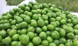 رتبه دوم آذربایجان شرقی در تولید گوجه سبز