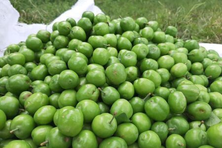 رتبه دوم آذربایجان شرقی در تولید گوجه سبز