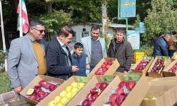 تولید سالانه ۴ میلیون ۲۰۰ هزار تن سیب در کشور