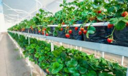 بهره برداری از ۶۸ طرح کشاورزی در آذربایجان شرقی