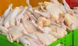 تولید گوشت مرغ بیش از نیاز در آذربایجان شرقی