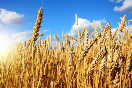 آغاز برداشت گندم در اراضی پایاب سد ارسباران